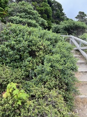 Ceanothus thyrsiflorus