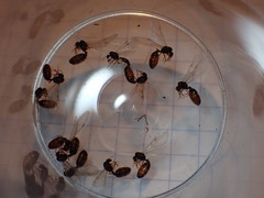 Solenopsis