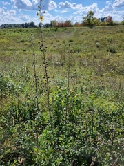 Verbascum blattaria