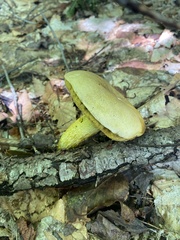 Retiboletus ornatipes