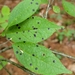 Rhytisma ilicincola - Photo (c) aarongunnar,  זכויות יוצרים חלקיות (CC BY), הועלה על ידי aarongunnar