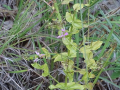 Sabatia angularis