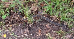 Nerodia fasciata confluens