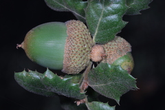 Quercus durata