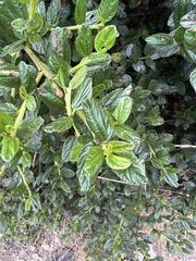Ceanothus thyrsiflorus