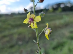 Verbascum blattaria