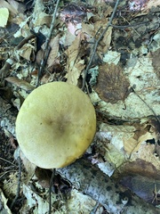 Retiboletus ornatipes