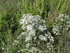 Symphyotrichum ericoides
