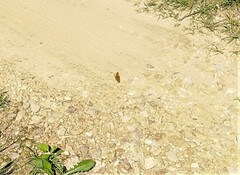 Argynnis paphia