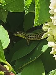 Podarcis siculus campestris