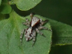 Pseudeuophrys lanigera
