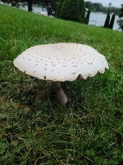 Agaricaceae