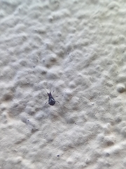 Aphis fabae