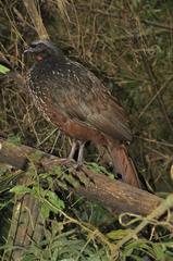 Penelope obscura