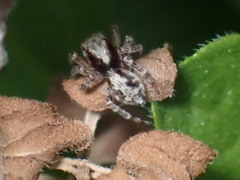 Pseudeuophrys lanigera