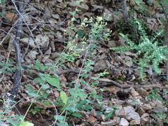 Lespedeza hirta
