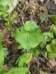 Alliaria petiolata