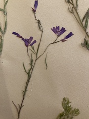 Clarkia biloba brandegeeae