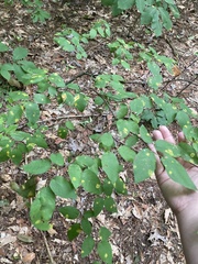 Amelanchier arborea