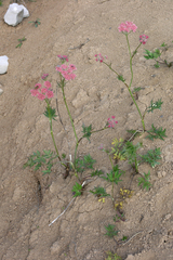 Chaerophyllum roseum