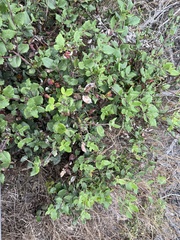 Garrya elliptica