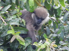 Semnopithecus vetulus nestor