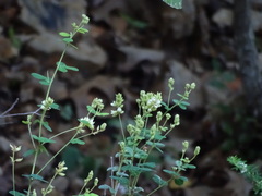 Lespedeza hirta