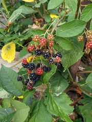 Rubus creticus