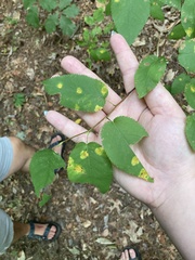 Amelanchier arborea