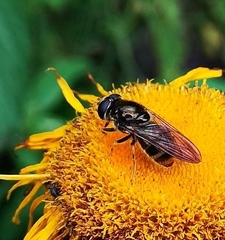 Syrphidae
