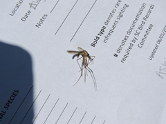 Toxorhynchites rutilus