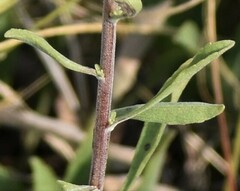 Solidago missouriensis