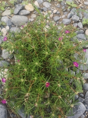 Portulaca