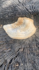 Cerioporus squamosus