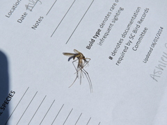 Toxorhynchites rutilus