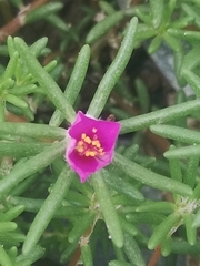 Portulaca