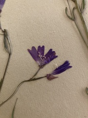 Clarkia biloba brandegeeae