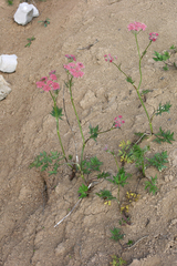 Chaerophyllum roseum
