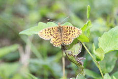 Boloria dia