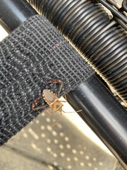 Leptoglossus clypealis