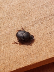 Onthophagus