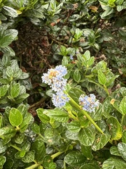 Ceanothus thyrsiflorus