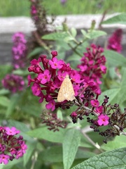 Achyra rantalis