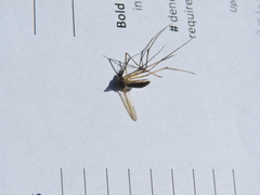 Toxorhynchites rutilus