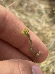 Bupleurum tenuissimum