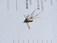 Toxorhynchites rutilus