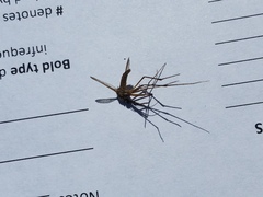 Toxorhynchites rutilus