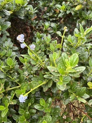 Ceanothus thyrsiflorus