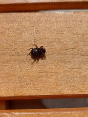 Onthophagus
