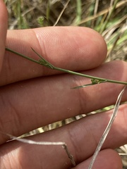Bupleurum tenuissimum